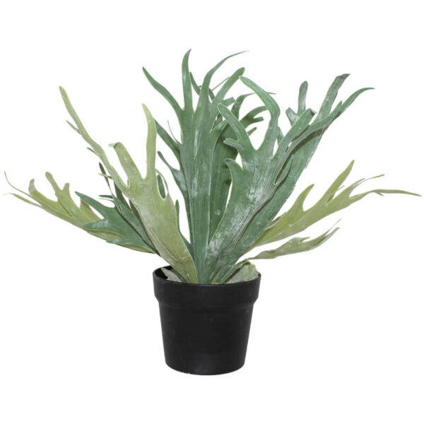 Staghorn in Pot 45 cm