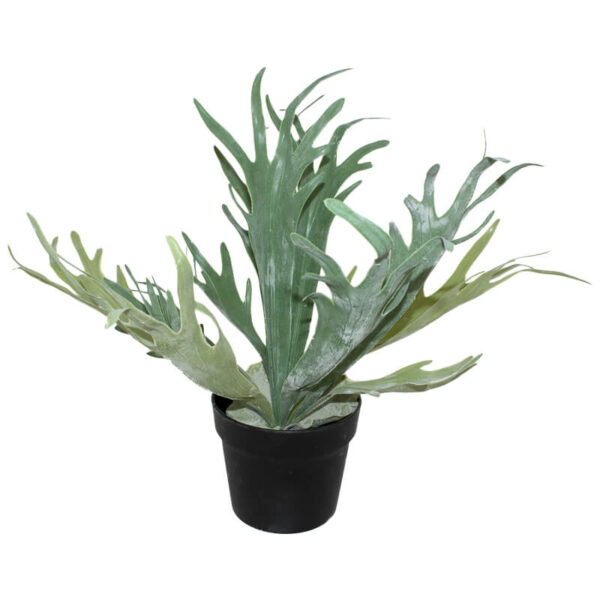 Staghorn in Pot 45 cm