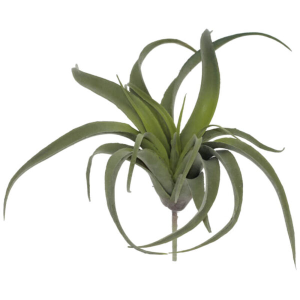 Air Plant 35 x 33 cm