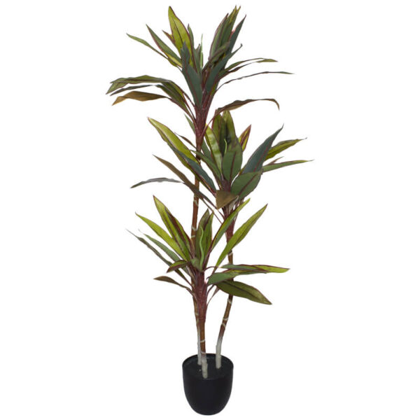 Croton Plant 1.2 m
