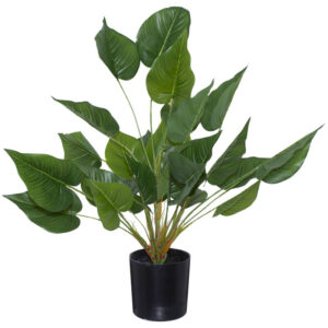 Elephant Ear Plant 65 cm