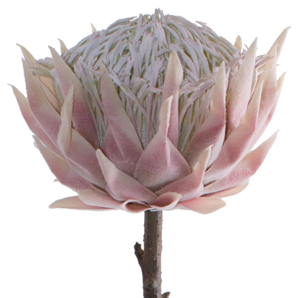 Cream and Pink Protea 67 cm