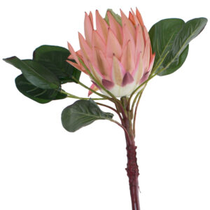 Pastel Pink King Protea Stem 78 cm