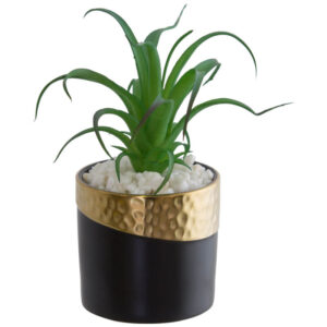 Potted Sky Plant 14 x 18 cm