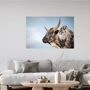 Nguni Cattle Canvas No 1