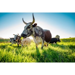 Nguni Canvas No 2