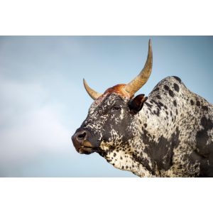 Nguni Cattle Canvas No 1