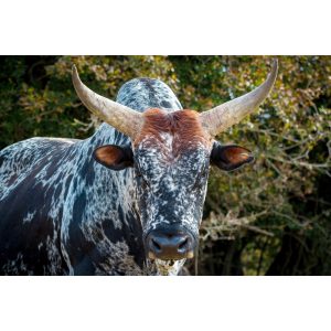 Nguni Cattle Canvas No 3