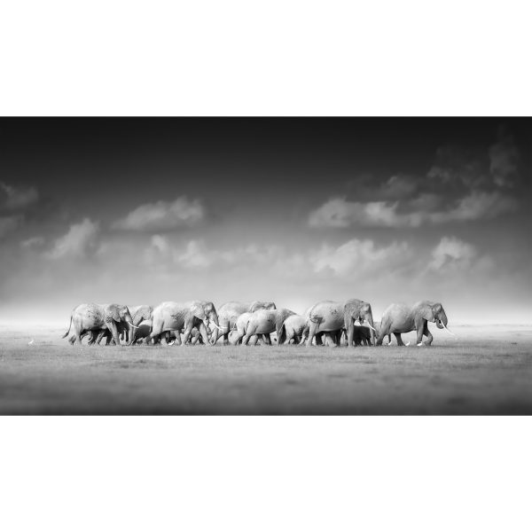 Wildlife Canvas No 6