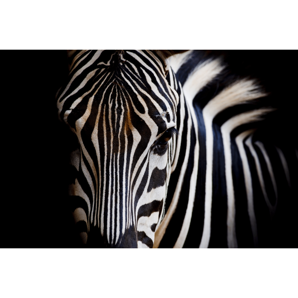 Wildlife Canvas No 4