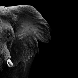 Wildlife Canvas No 1